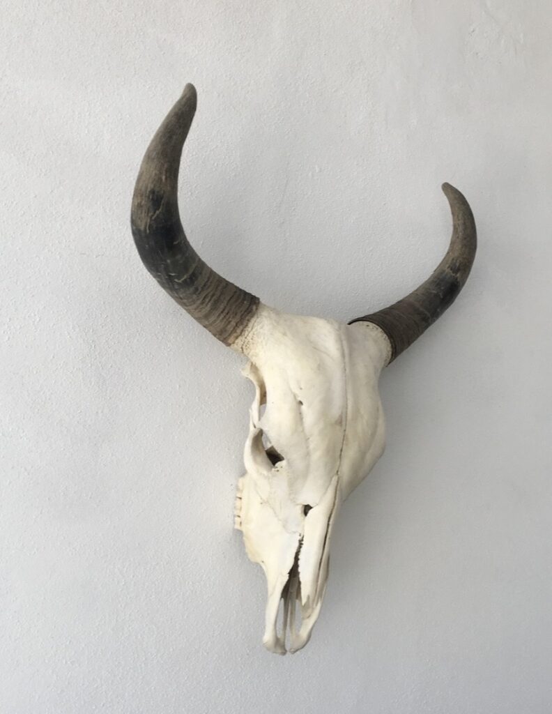 Baja California travel — bull skull at Hotel Drift San José del Cabo