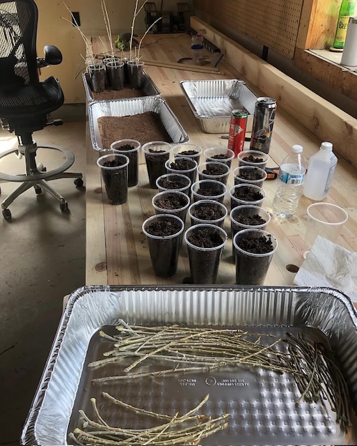 Ranch workbench in use — nursery cups, cottonwood cuttings in aluminum trays, early stages of an orchard